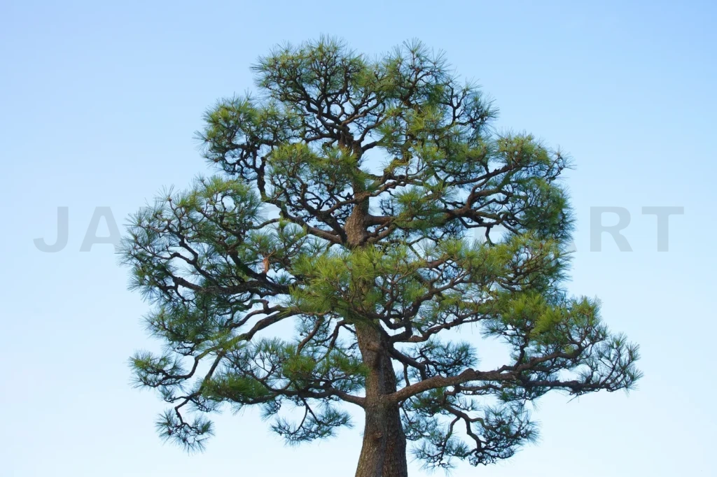 
Pine Tree Against Blue Sky