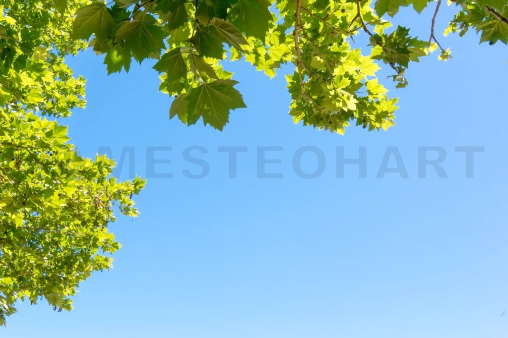 
Close-Up Of Tree Leaves, Backlit On Blue Sky Background