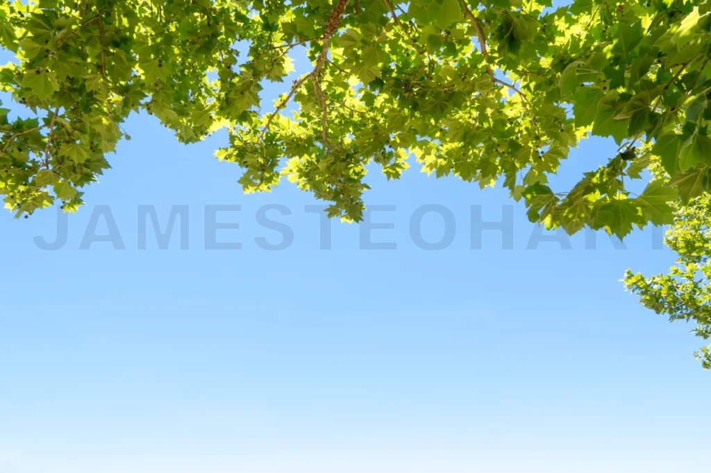
Close-Up Of Tree Leaves, Backlit On Blue Sky Background