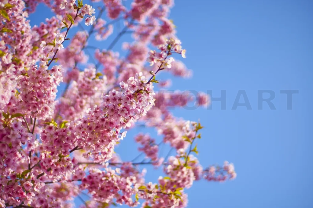 
Beautiful Pink Sakura Flower Blooming On Blue Sky Background
