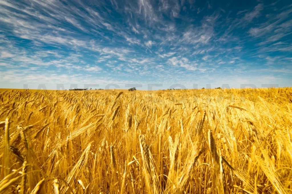 
Field Of Golden Wheat Under The Blue Sky And Clouds