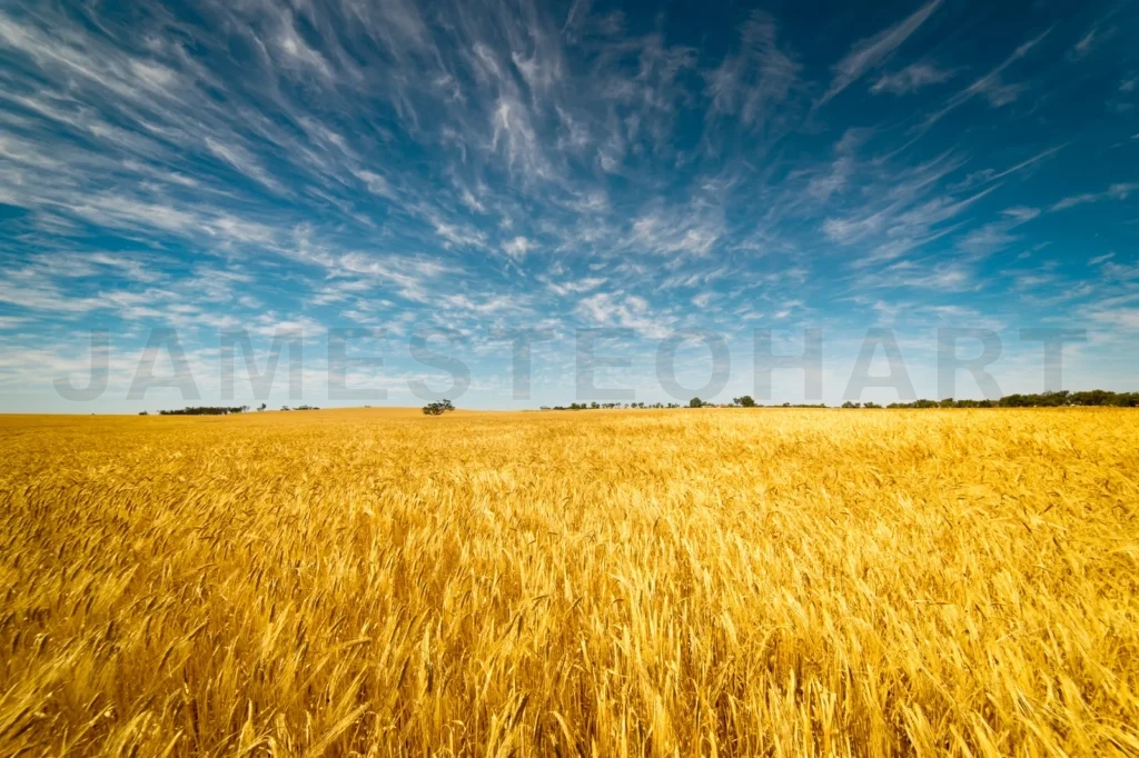 
Field Of Golden Wheat Under The Blue Sky And Clouds