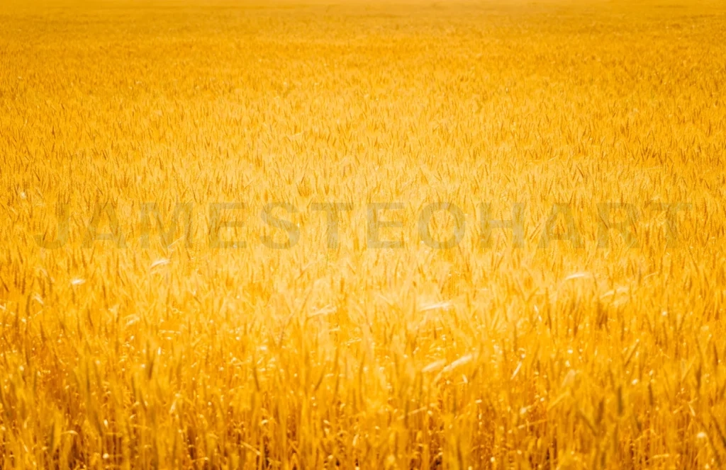 
Field Of Golden Wheat ( Selected Focus )