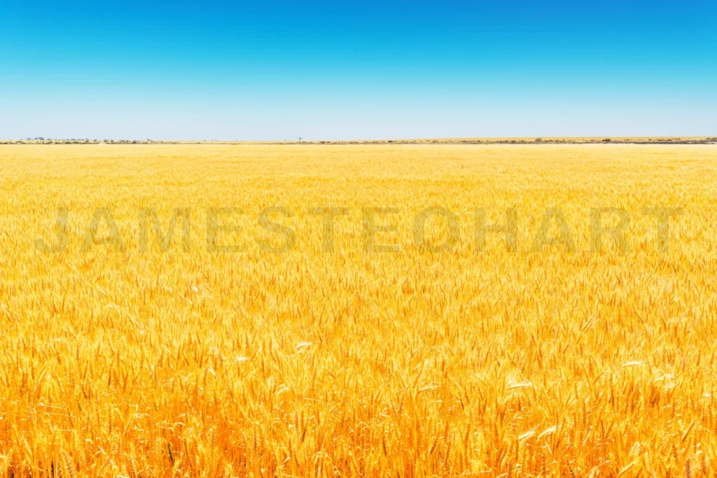 
Field Of Golden Wheat Under The Blue Sky