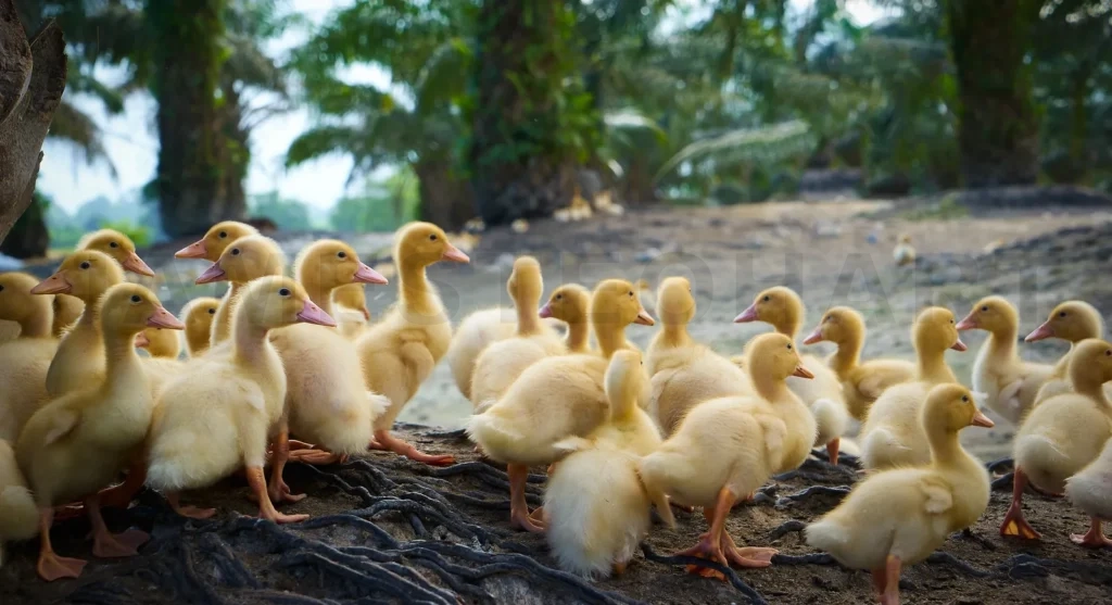 
A group of cute growing ducks