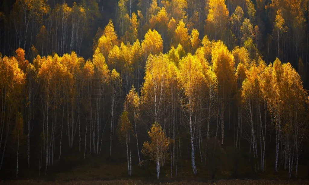 
Autumn Color Woods , Scenery In Xinjiang ,China
