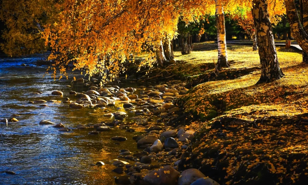 
Autumn Color River Side , Scenery In Xinjiang , China