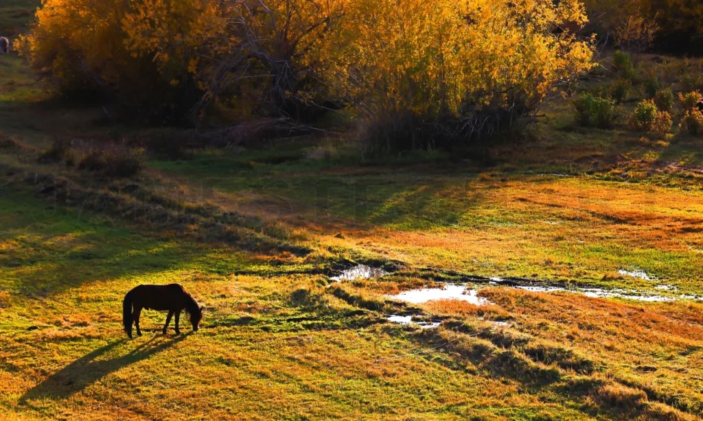 
Horse Eating In The Beautiful Prairie , Scenery In Xinjiang , China