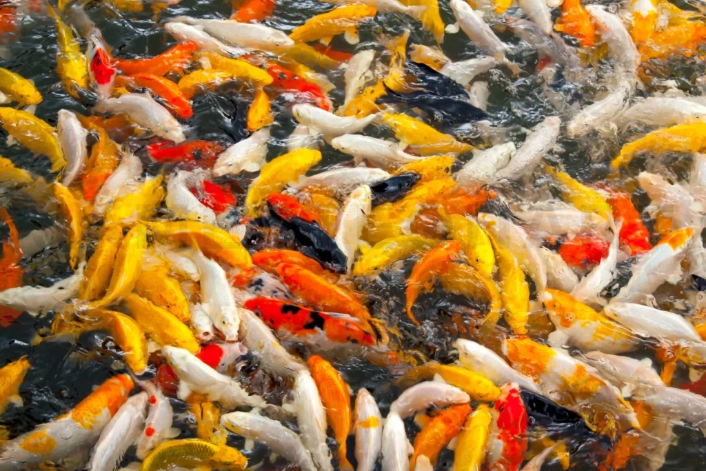 
Colorful koi fish swimming in an abundance in pond