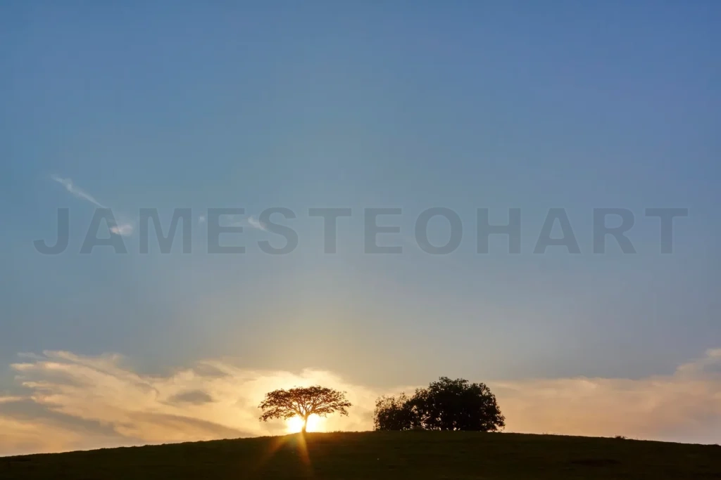 
Silhouette tree on hill during golden hour sunset