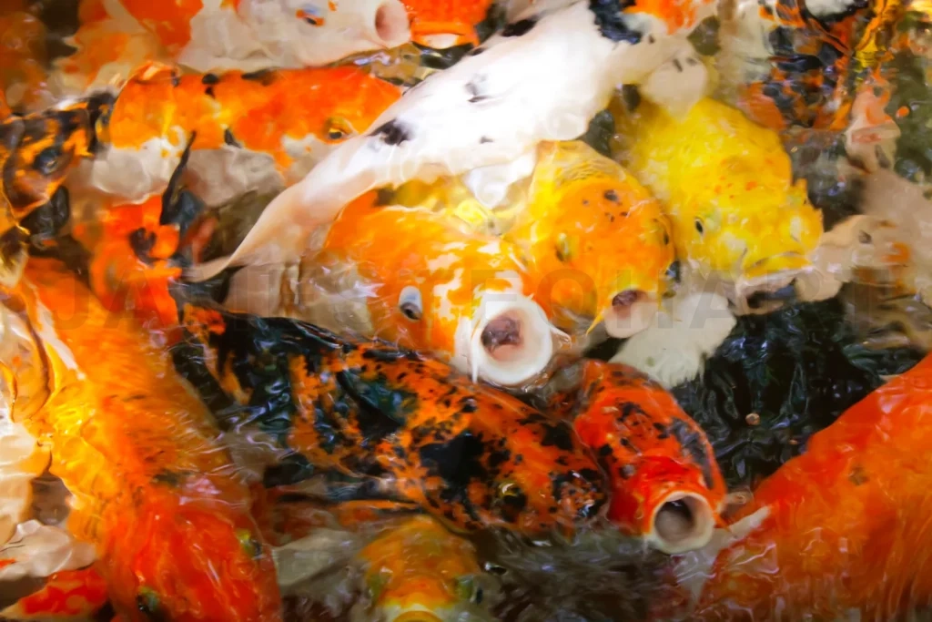 
Colorful koi fish swimming crowded in pond water