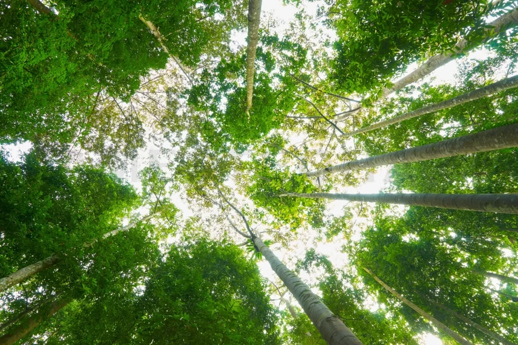 
Looking up at green tree canopy in forest