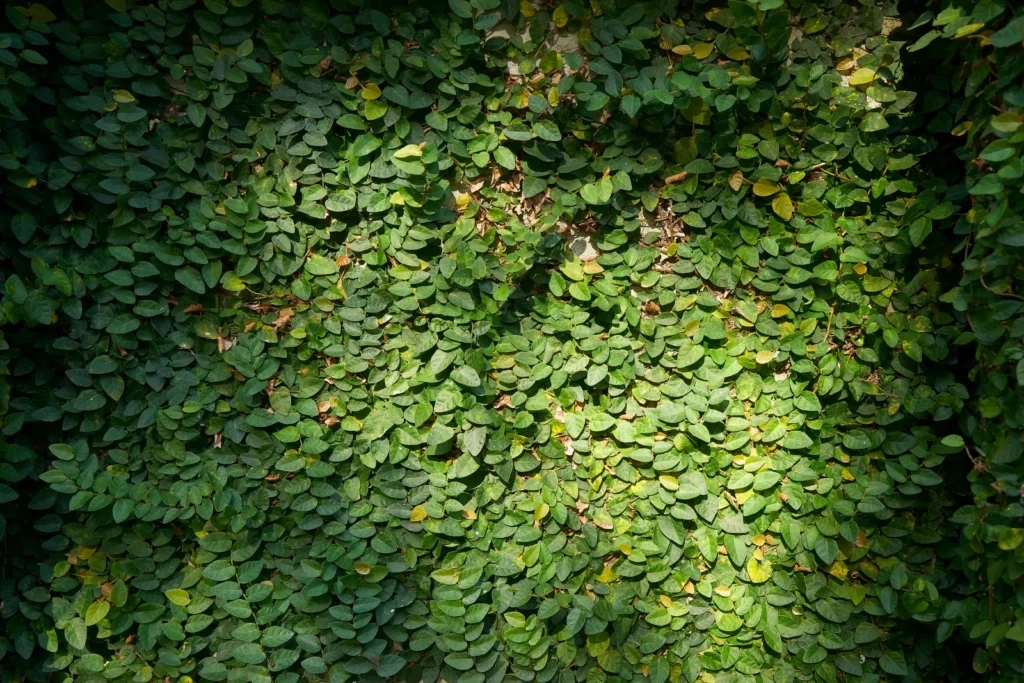 
Green creeper leaves growing densely on wall surface