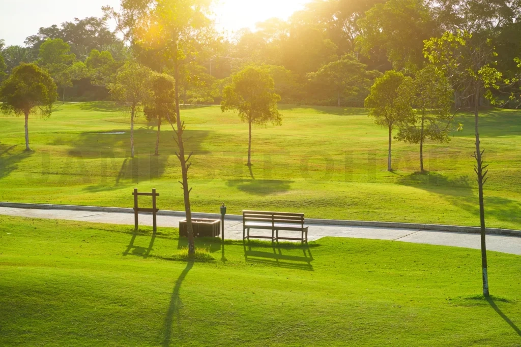 
Park bench and green grass with sunny trees