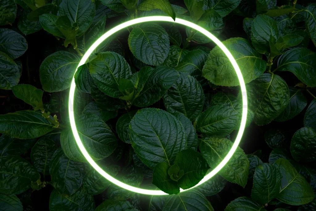 
Beautiful and fresh green leaves with circle neon light