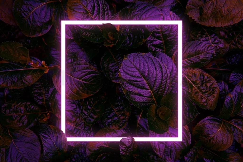 
Beautiful and fresh green leaves with square neon light