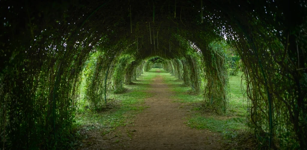 
Beautiful green garden with pergola tunnel