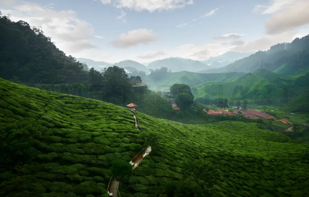 
Panorama view of the tea plantation in the Cameron Highlands in