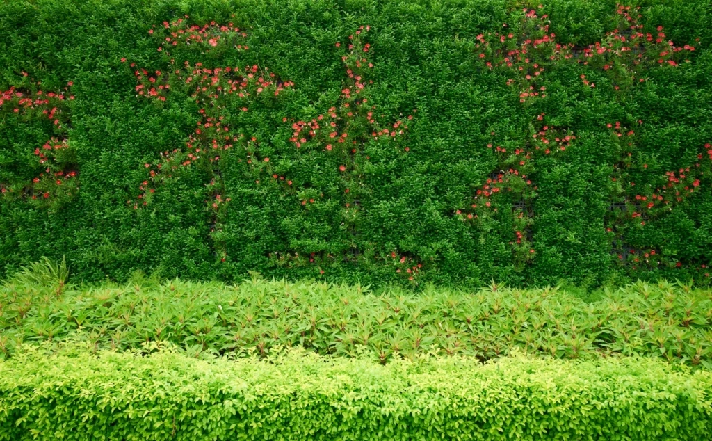 
Garden flowers green grass wall