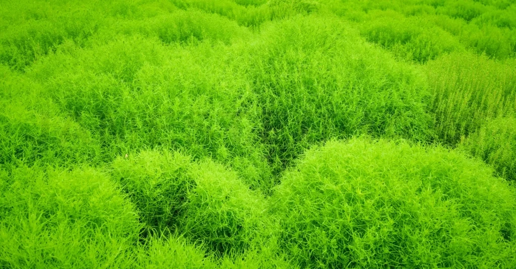 
Beautiful green plant background