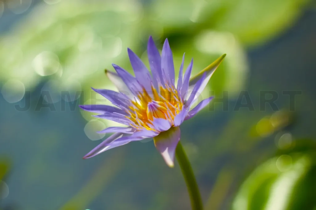 
Purple Lotus Flower