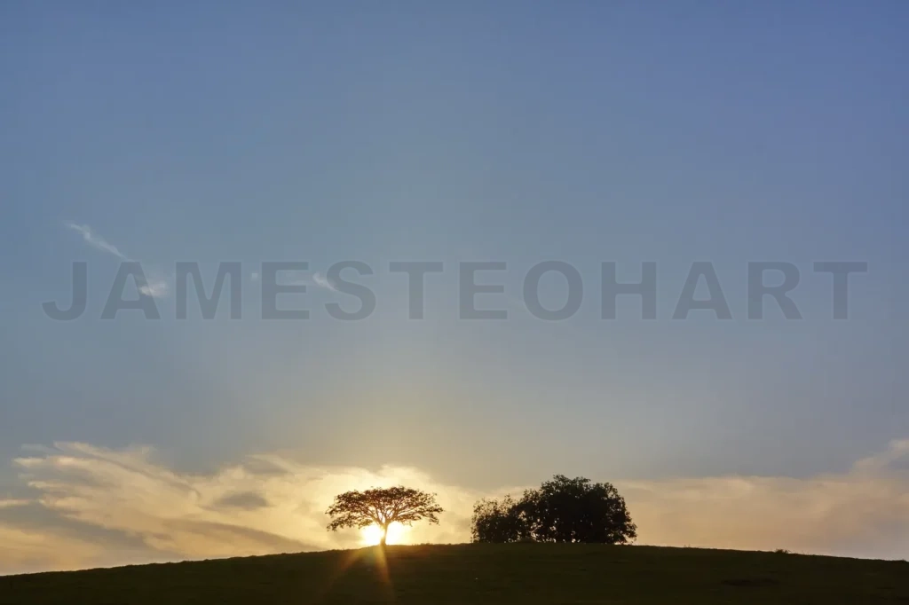 
Sunset silhouette tree