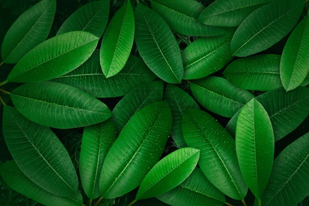 
Tropical Green Leaf With Water Drop, Creative Layout Concept